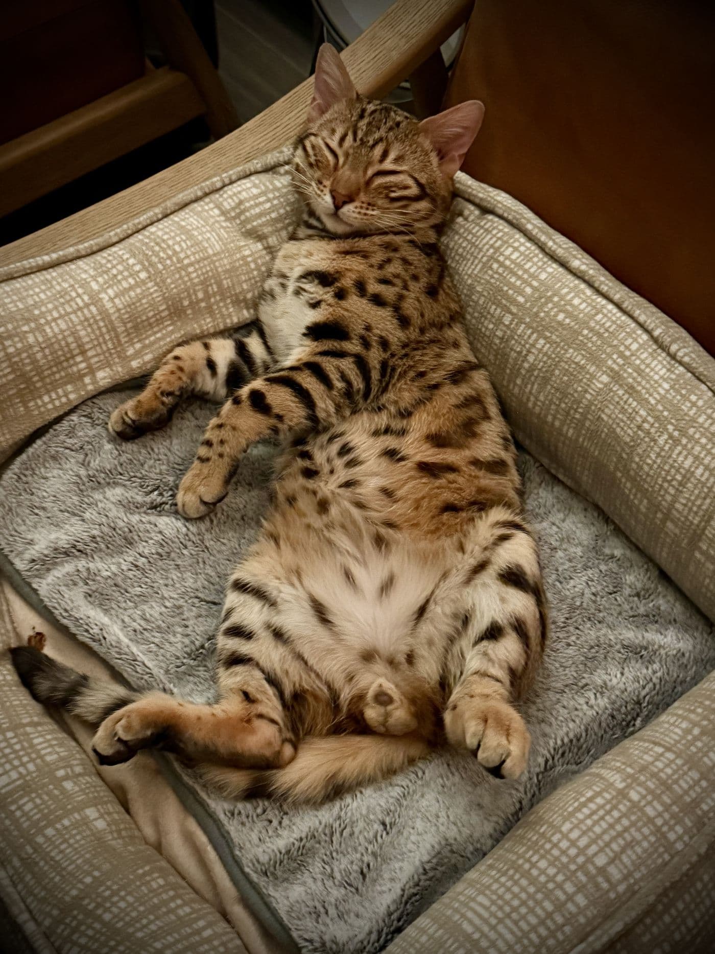 Zyron, a Bengal cat, photograph 9