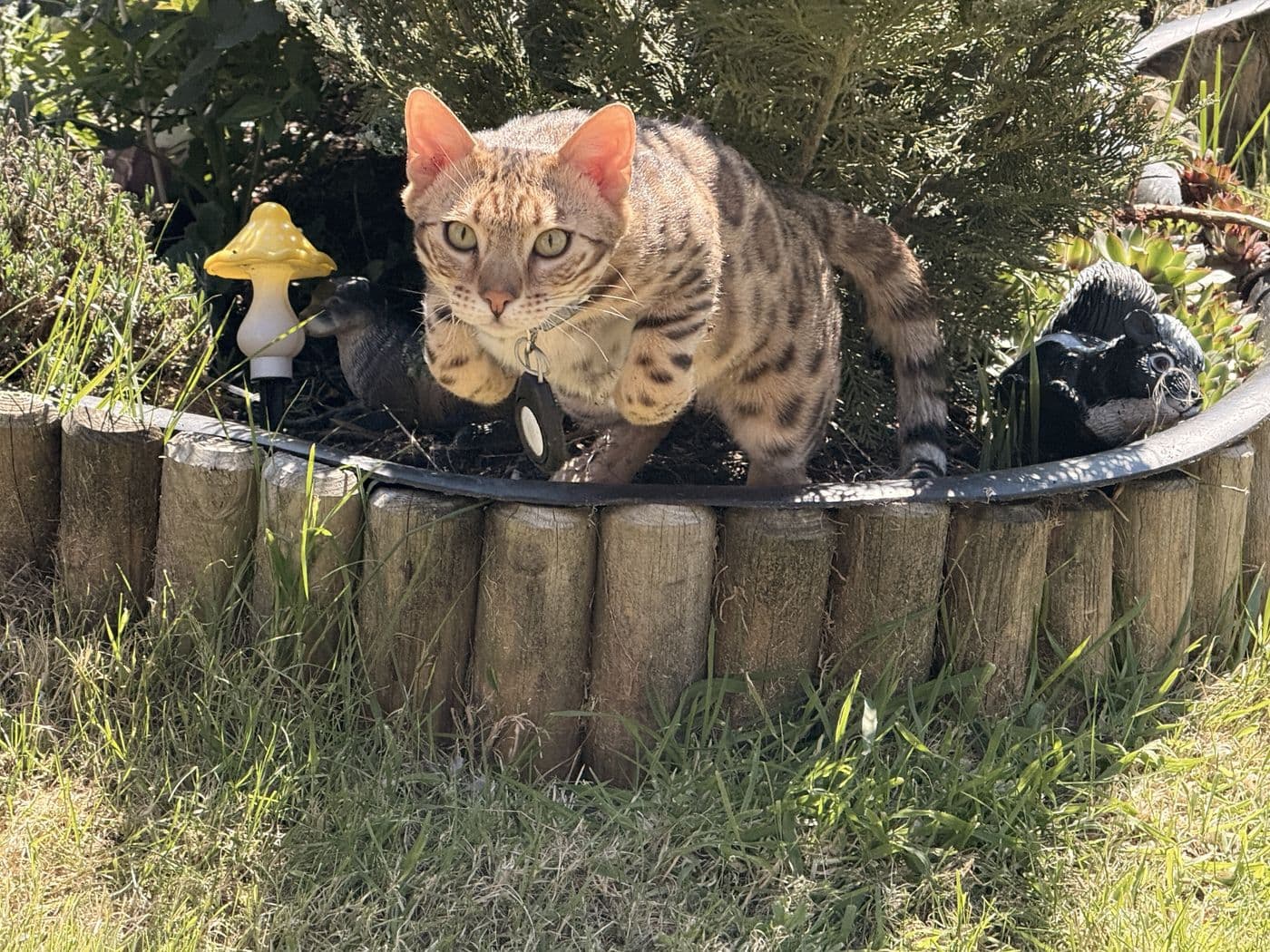 Zyron, a Bengal cat, photograph 10