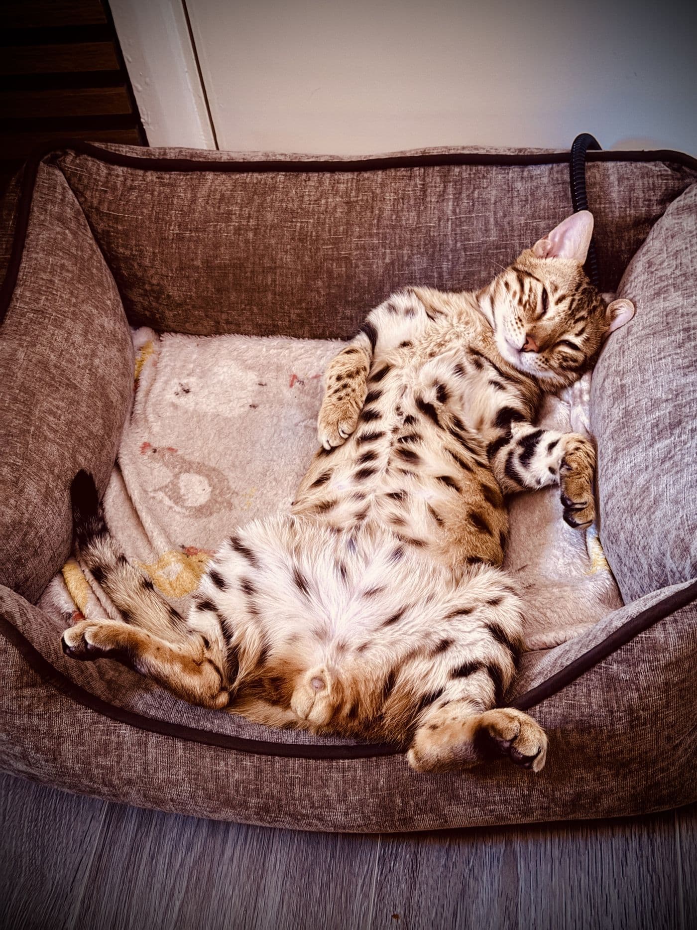 Zyron, a Bengal cat, photograph 11