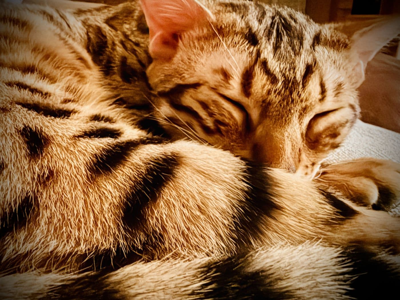Zyron, a Bengal cat, photograph 12
