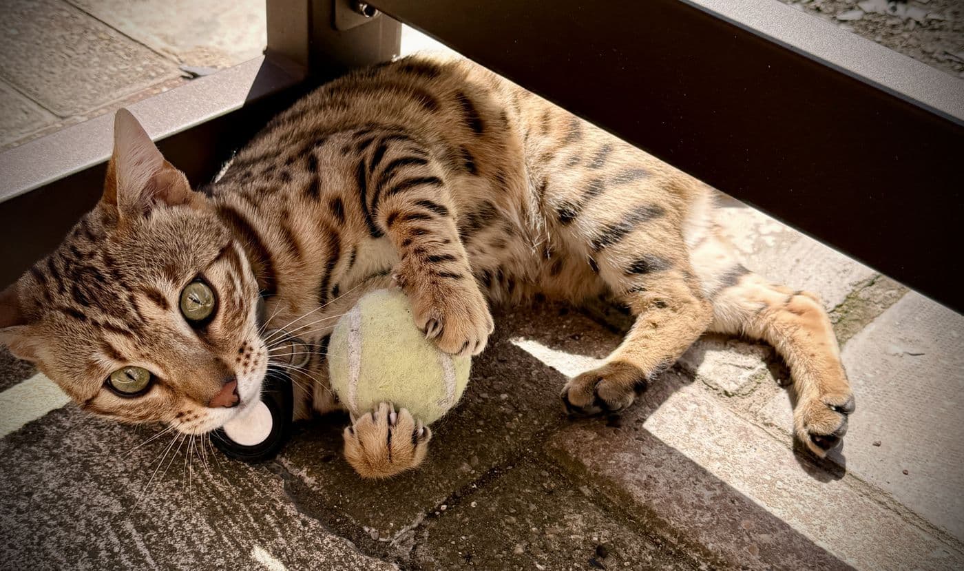 Zyron, a Bengal cat, photograph 13