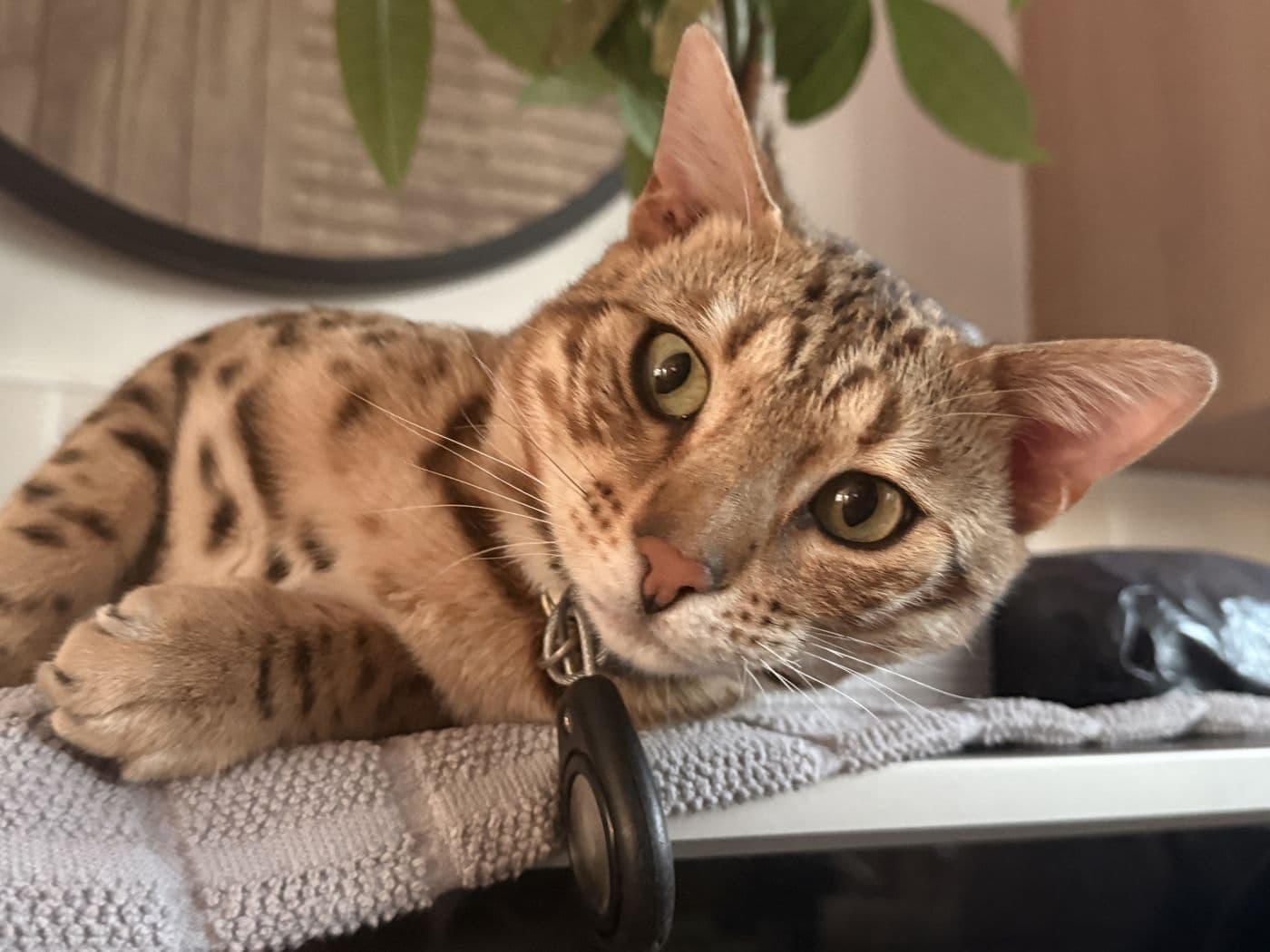 Zyron, a Bengal cat, photograph 14