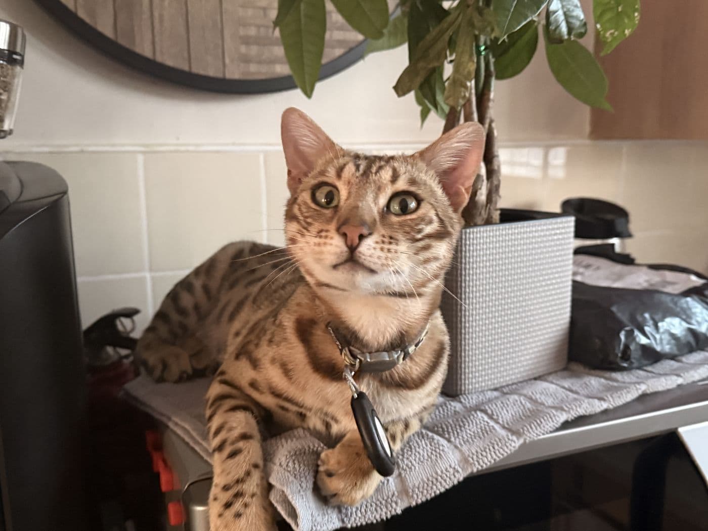 Zyron, a Bengal cat, photograph 15