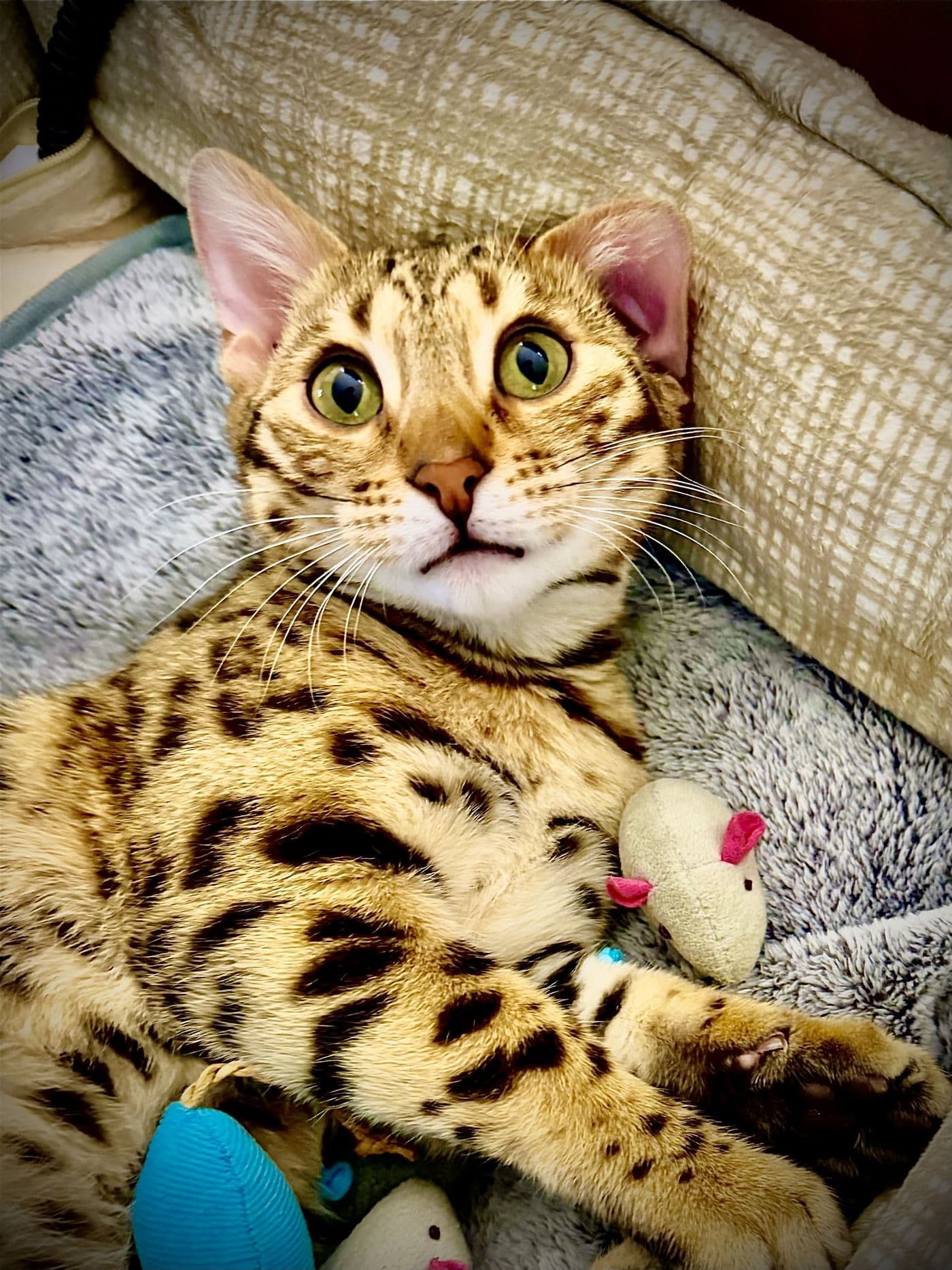 Zyron, a Bengal cat, photograph 16