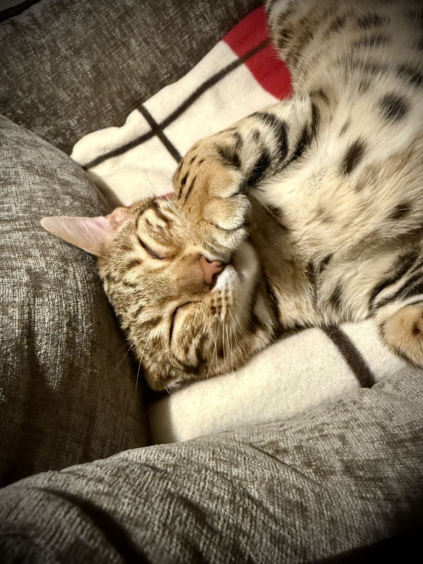 Zyron, a Bengal cat, photograph 17