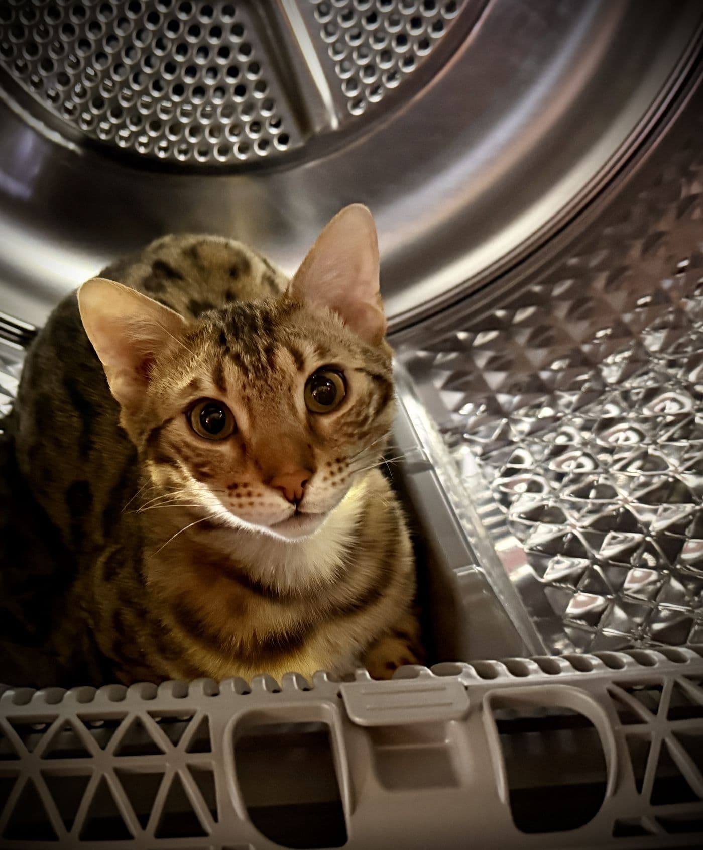 Zyron, a Bengal cat, photograph 18