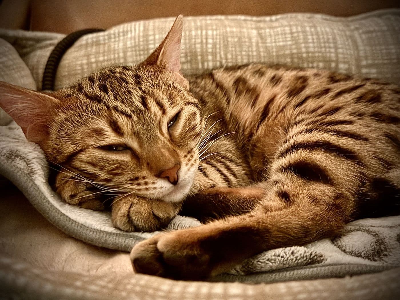 Zyron, a Bengal cat, photograph 19