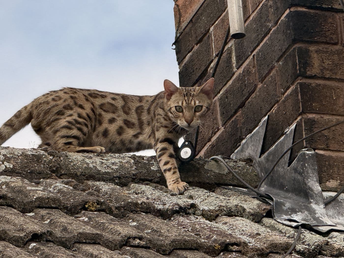 Zyron, a Bengal cat, photograph 20