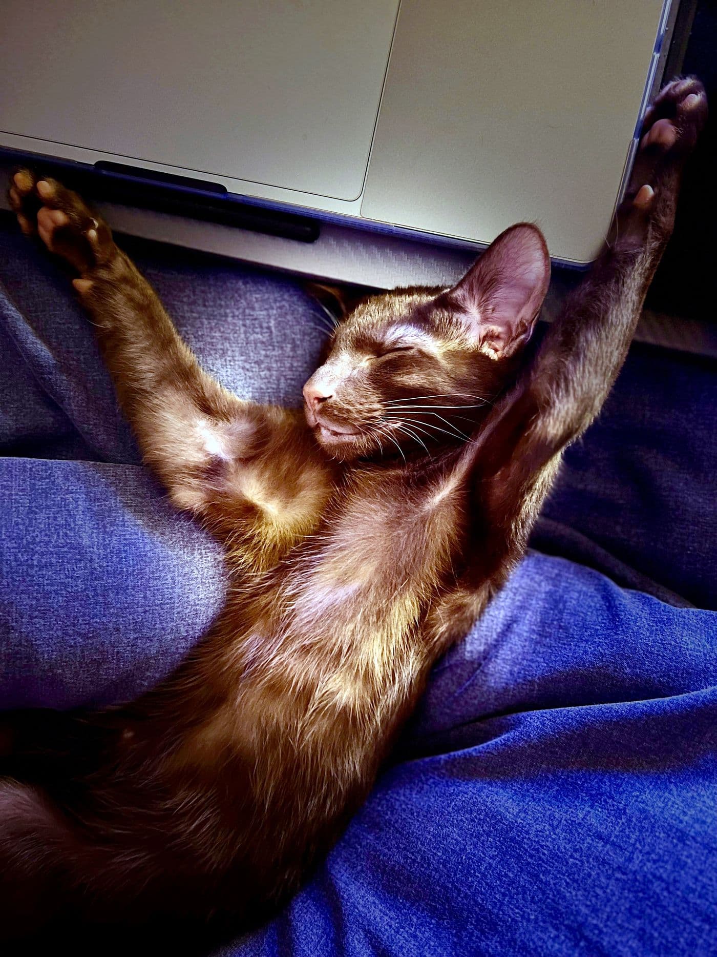 Zyron, a Bengal cat, photograph 21