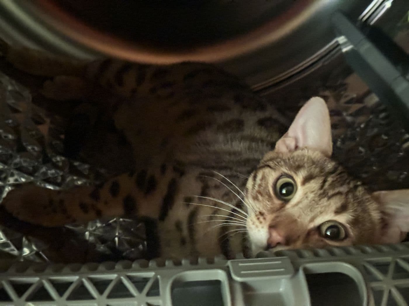 Zyron, a Bengal cat, photograph 22