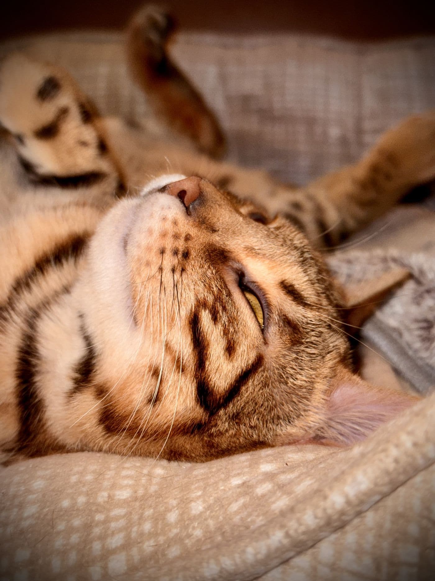 Zyron, a Bengal cat, photograph 23
