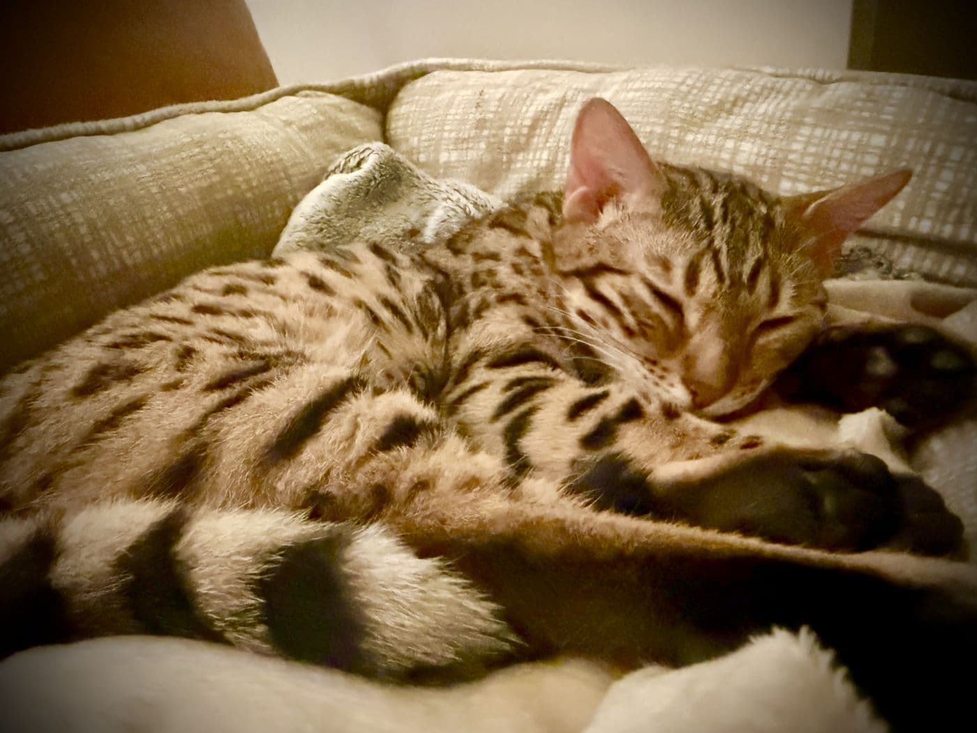 Zyron, a Bengal cat, photograph 24
