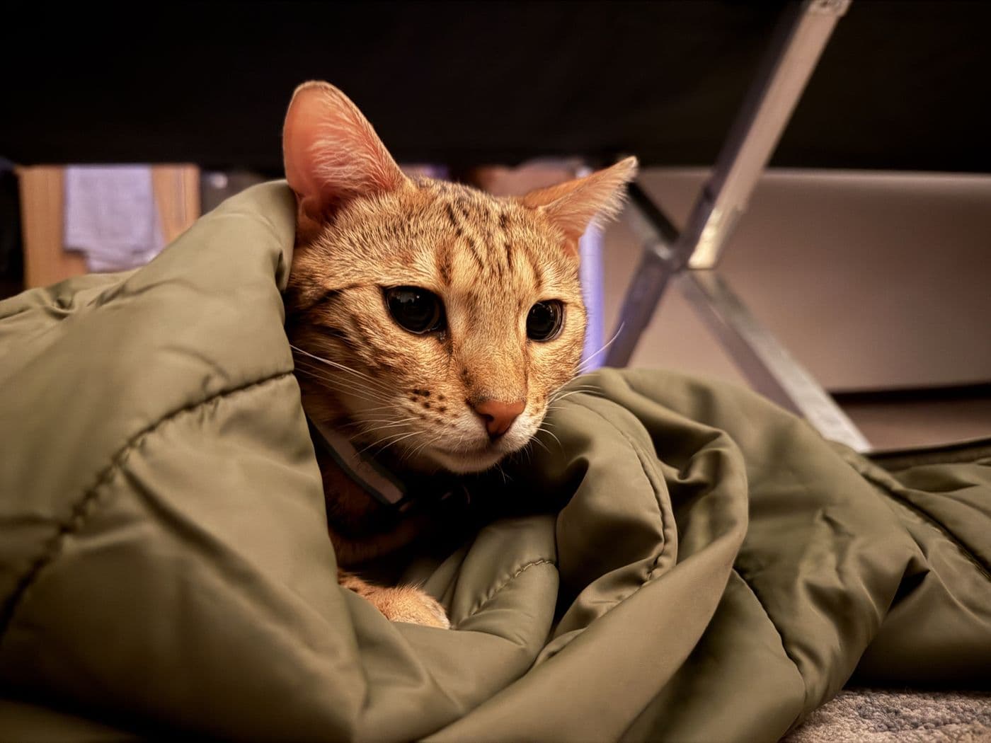Zyron, a Bengal cat, photograph 25