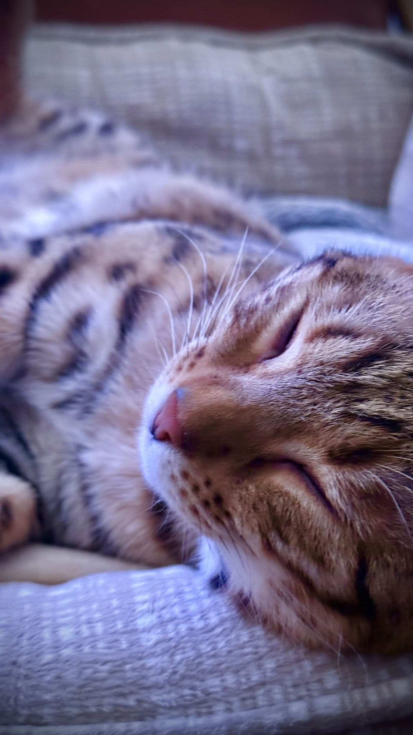 Zyron, a Bengal cat, photograph 26