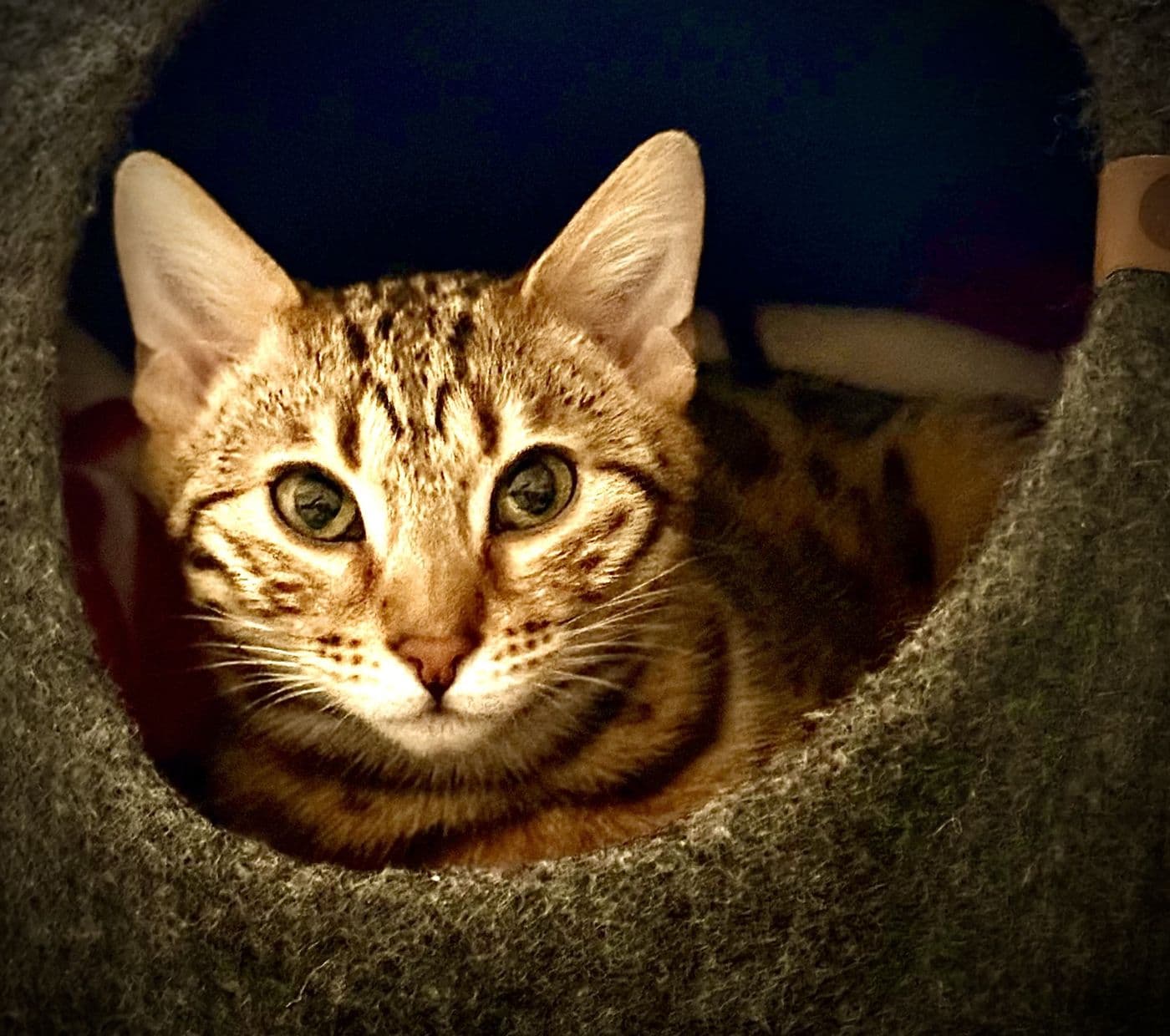 Zyron, a Bengal cat, photograph 27